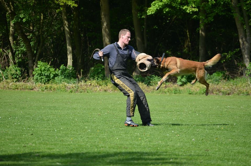 Een Mechelse herder springt naar de beschermmouw van de pakwerker tijdens het manwerk