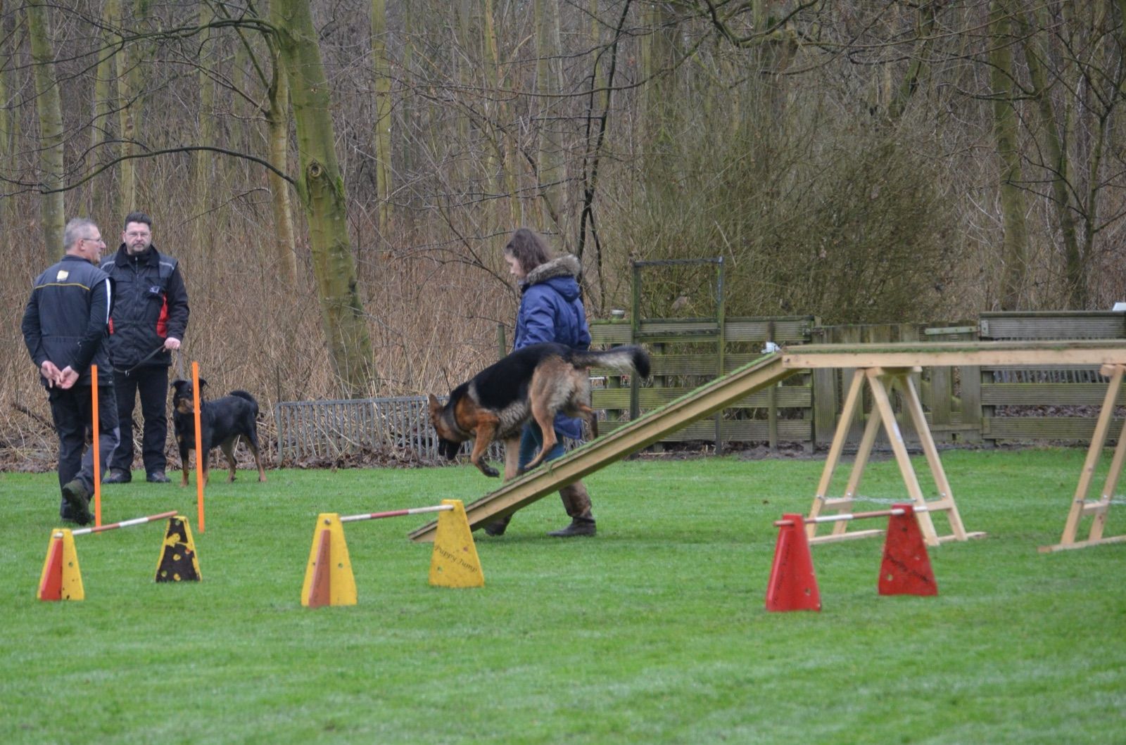 Een begeleidster loopt met haar jonge herder over een lage loopplank, terwijl op de achtergrond twee cursisten met een kleinere hond toekijken