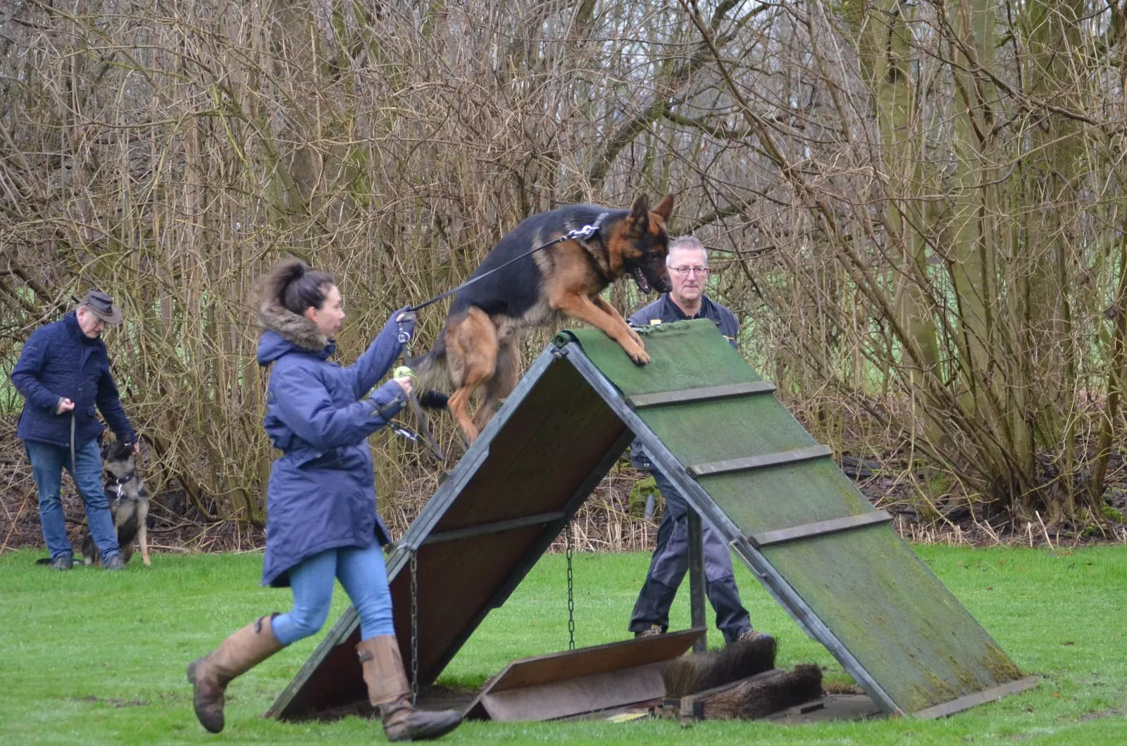 Een Duitse herder klimt over de A-schutting, aangemoedigd door zijn begeleidster en de instructeur
