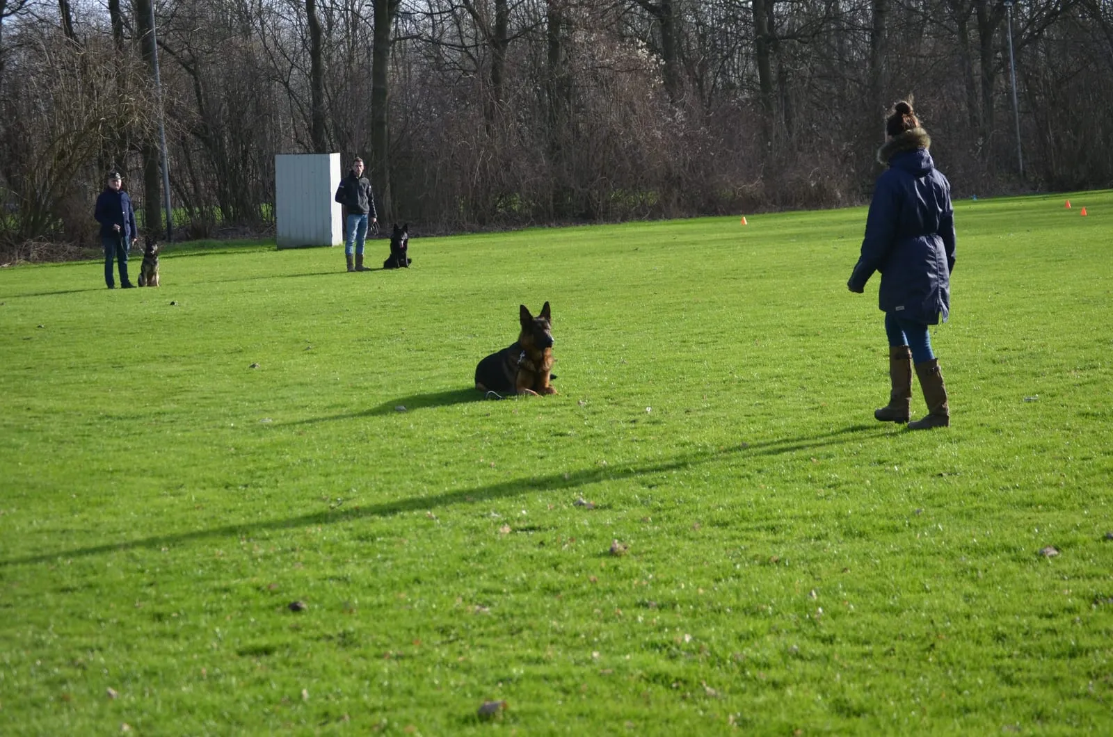 Een Duitse herder blijft liggen op het veld terwijl zijn begeleidster op afstand staat