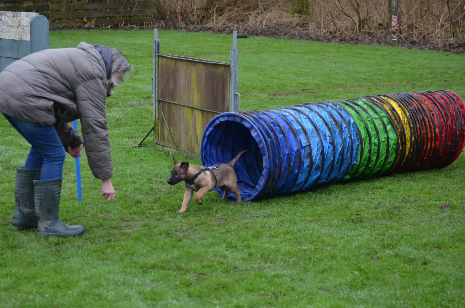 Een herderpup rent uit de speeltunnel naar zijn begeleider, die hem gebukt opvangt