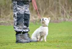 Cursus(1)