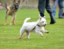 Cursus(3)